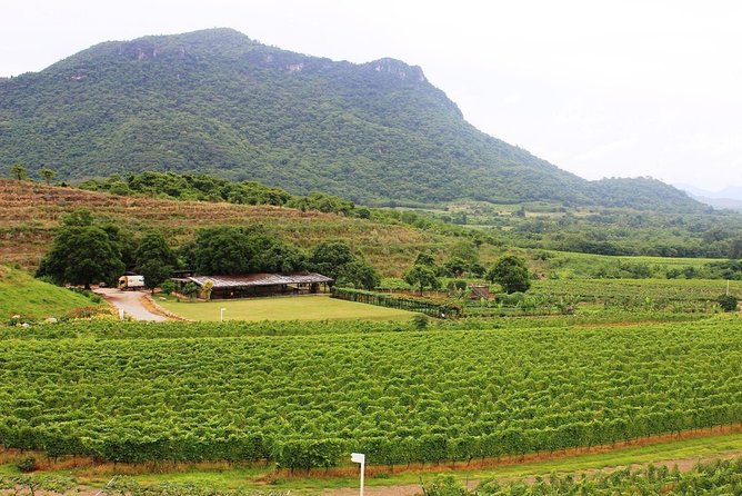 Hotspots of Hua Hin & Hua Hin Hills Winery - Hua Hin Hills Winery Tour