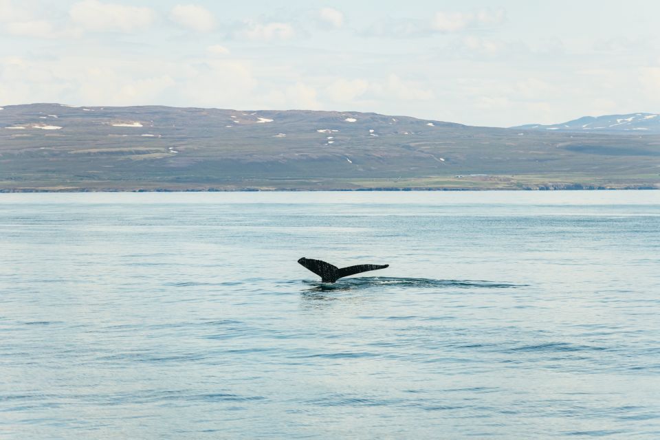 Húsavík: Whale Watching Tour With Guide - Review Summary