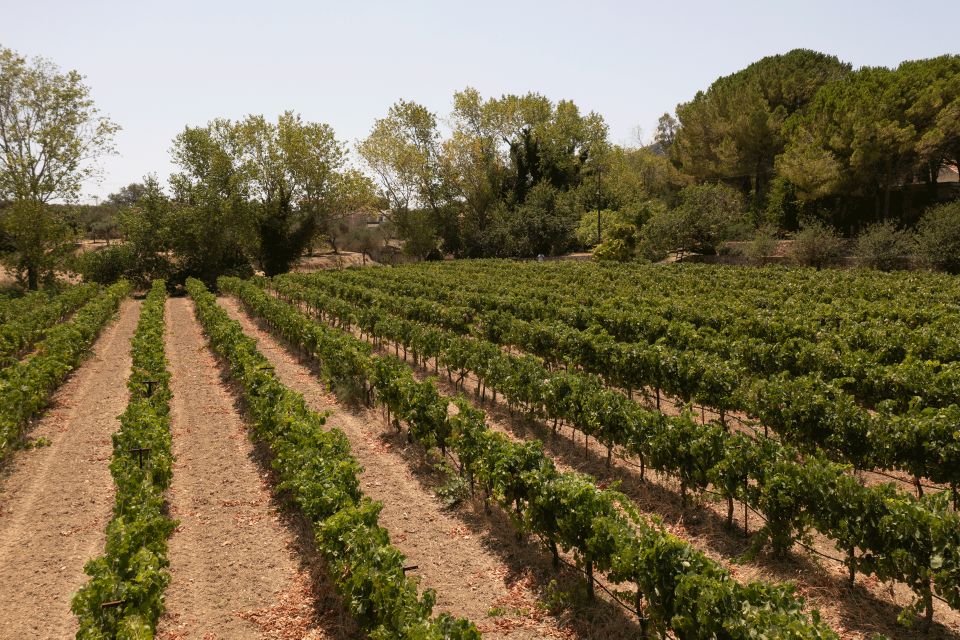 Kefalonia Wine Adventure in 3 Wineries With Tastings - Winery 2: Divino Wines & Vinegar