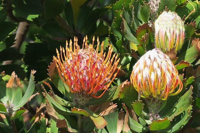 Kirstenbosch Botanical Gardens and Cape Winelands Tour. - Winery Visits