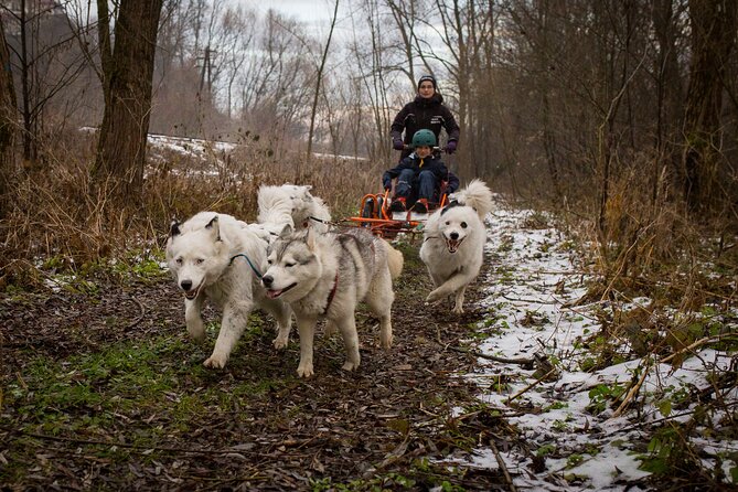 Kraków Full Dog Sled Ride - Enjoy a Guided Sled Ride