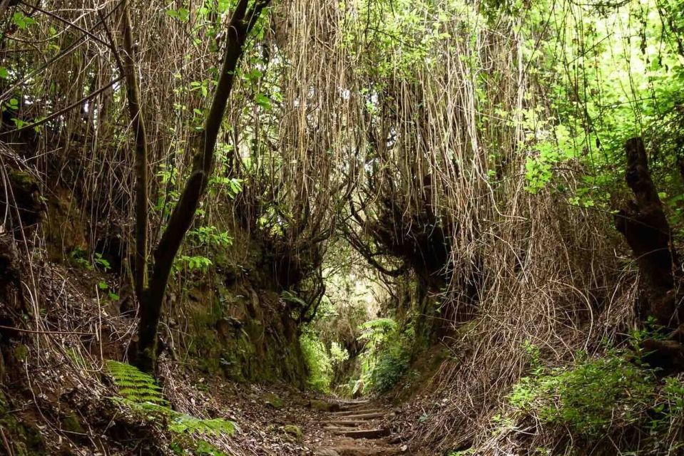 La Palma: Cubo De La Galga (Trekking Tour) - Tour Duration and Difficulty