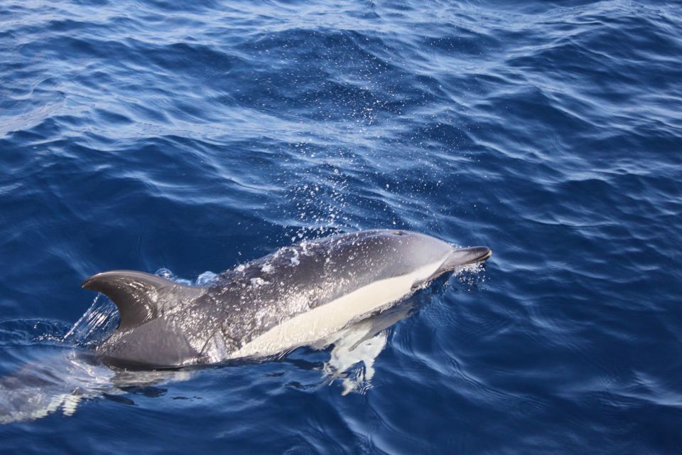 Lanzarote: Lobos Island Half-Day Dolphin Watching Trip - Full Description