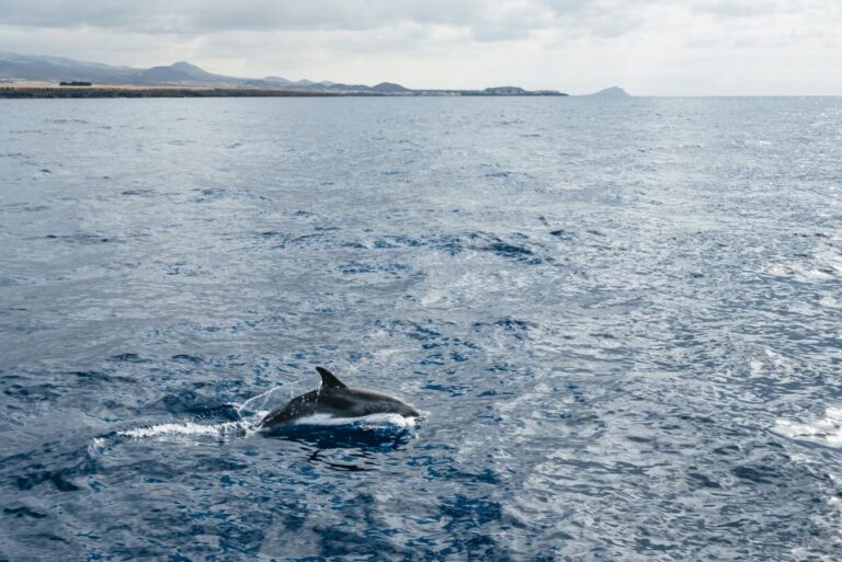 Las Galletas: Whale & Dolphin Tour With Local Skipper