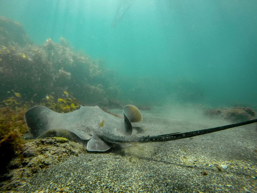 Leigh: Goat Island Guided Snorkeling Tour for Beginners - Tour Logistics