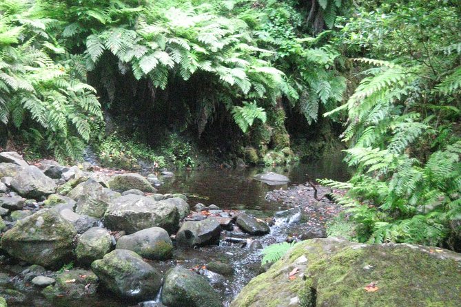 Levada Do Rei - Ribeiro Bonito (Full Day Walk) - Forest Exploration