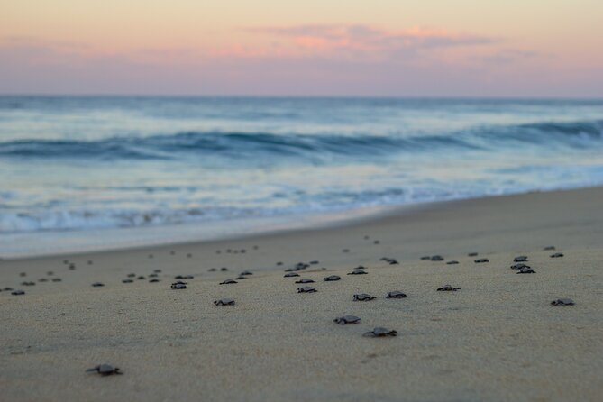 Los Cabos Turtle Release Conservation Program - Visitor Experience and Feedback
