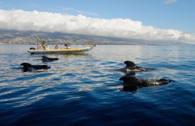 Los Gigantes: Dolphin and Whale-Watching Speedboat Tour - Tour Duration and Features