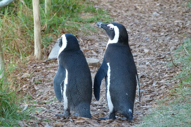 3 meet the penguins cape town Meet the Penguins, Cape Town