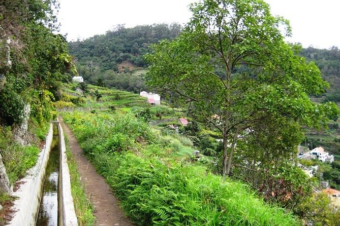 Mimosa Valley and Marocos Levada Guided Walk  - Madeira - Tour Inclusions
