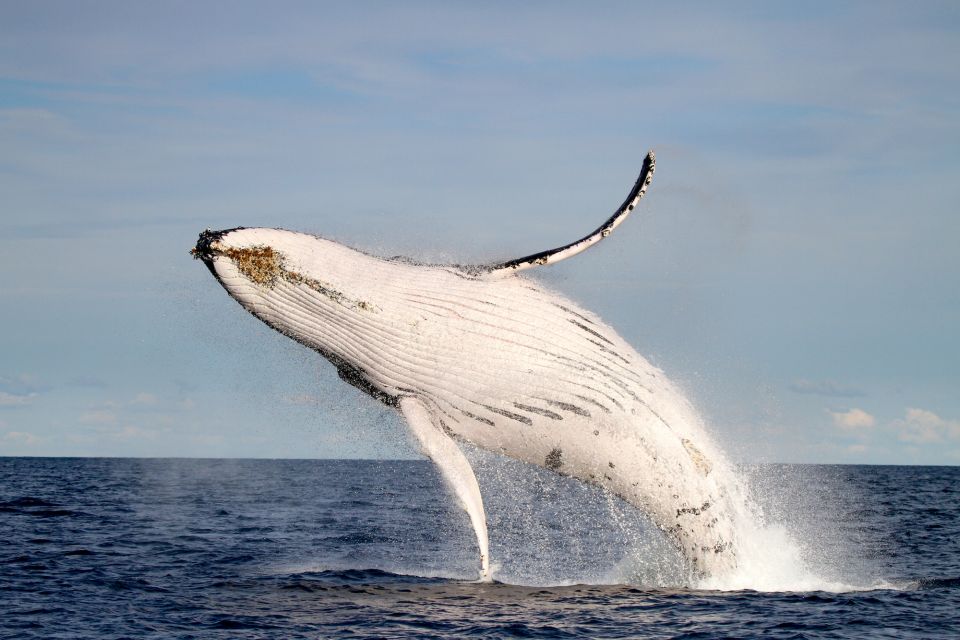 Newcastle: Small Group Humpback Whale Encounter Tour - Inclusions