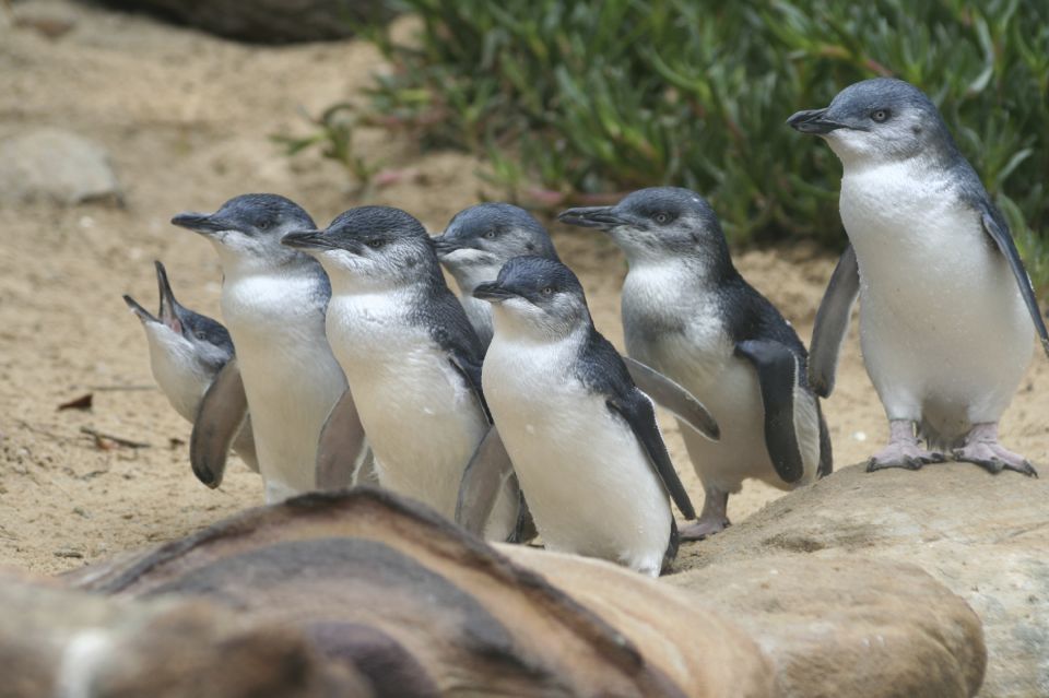 Phillip Island: Penguins and Wildlife Full-Day Tour - Tour Itinerary