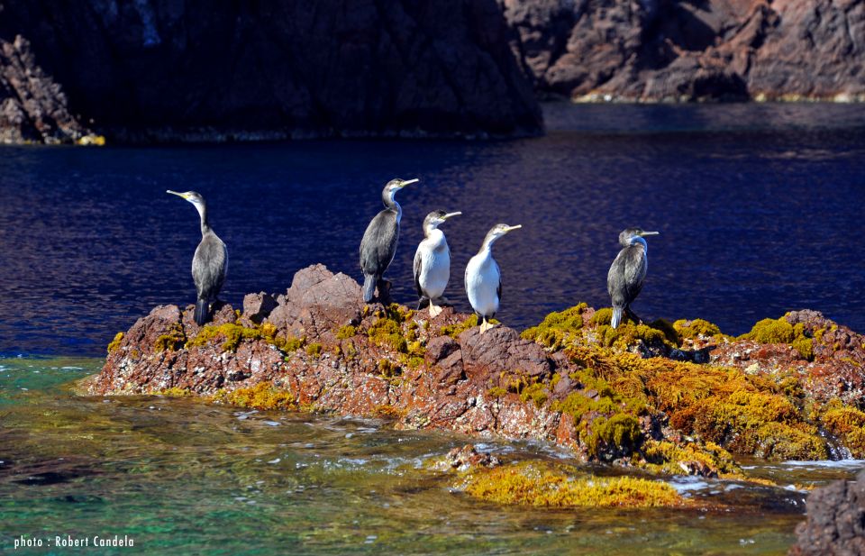 Porto: Half-Day Cruise Scandola Reserve & Calanche De Piana - Booking Information