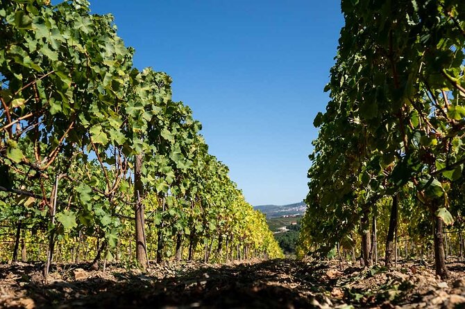 Premium Private Douro Tour: 2 Wineries With Tastings & Cruise - Tasting Experiences