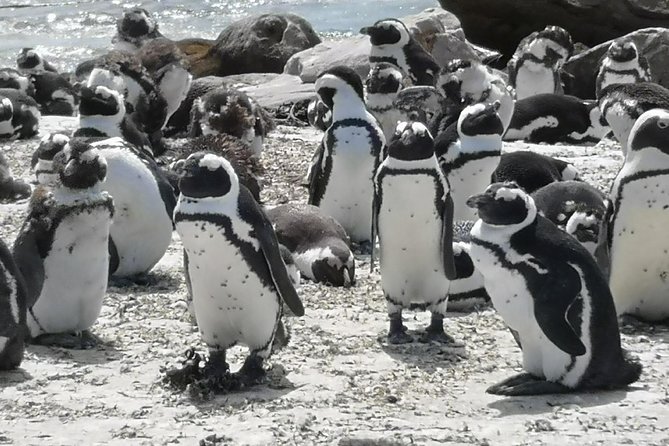 Private Cape Good Hope Cape Point Penguins From Stellenbosch. - Guide Details and Accreditation