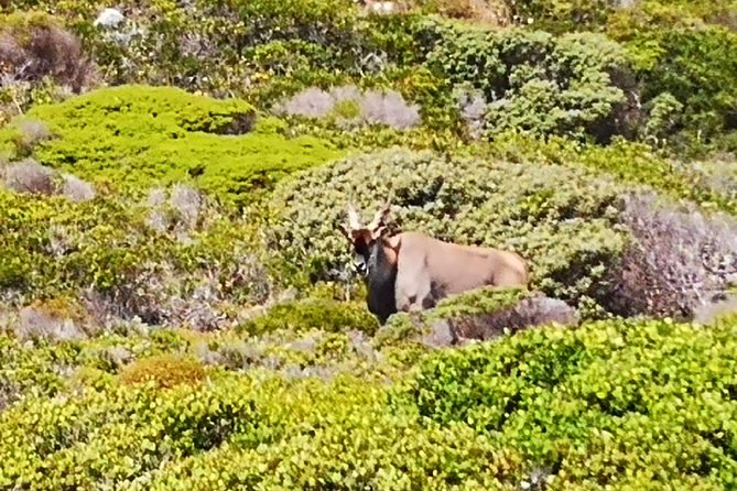 Private Cape of Good Hope Cape Point Penguins Kirstenbosch Tour - Cancellation Policy