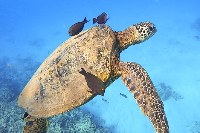 Private Catamaran Charter in Waikiki - Private Tour Information