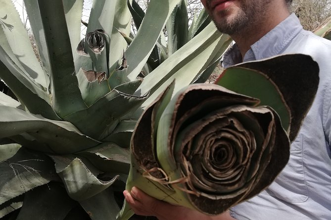 Private Tour of the Mezcal Route With Ancestral Drinks - Reviews and Ratings Insights