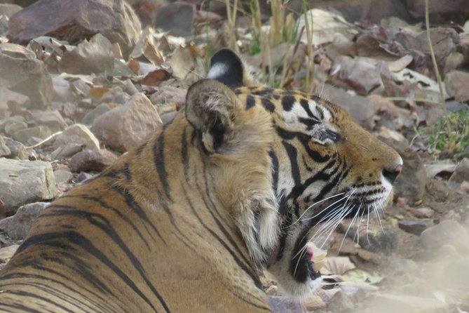 Ranthambore National Park Private Gypsy Safari With Tickets - Common questions