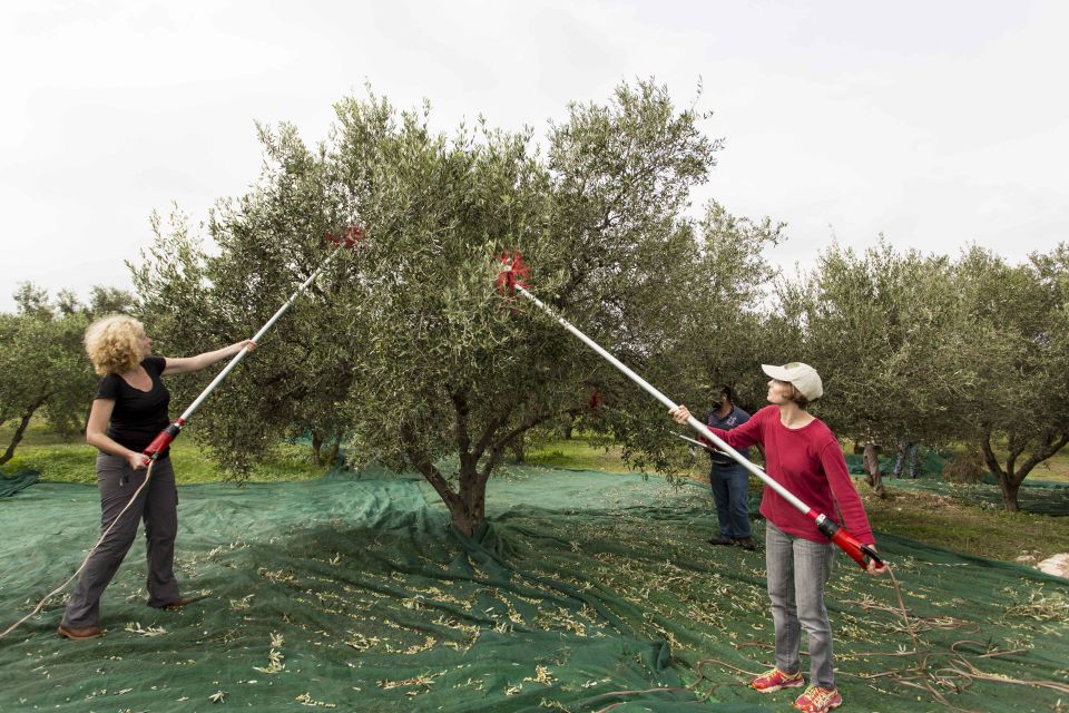 Rethymno: Olive Oil Tasting With Cretan Food Pairing - Customer Reviews
