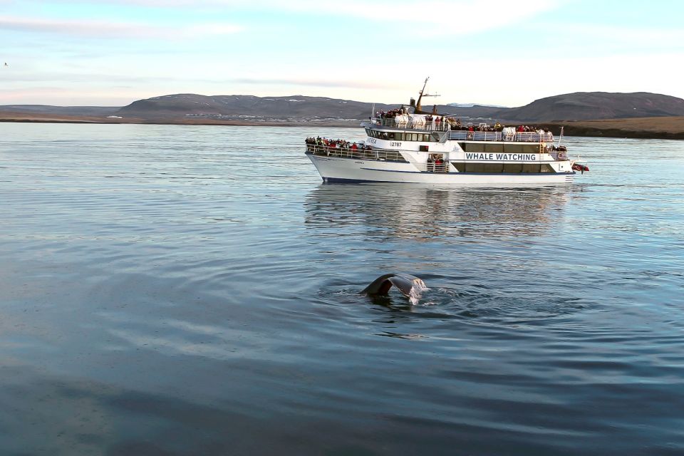 Reykjavik: Whale Watching Tour - Highlights of the Tour