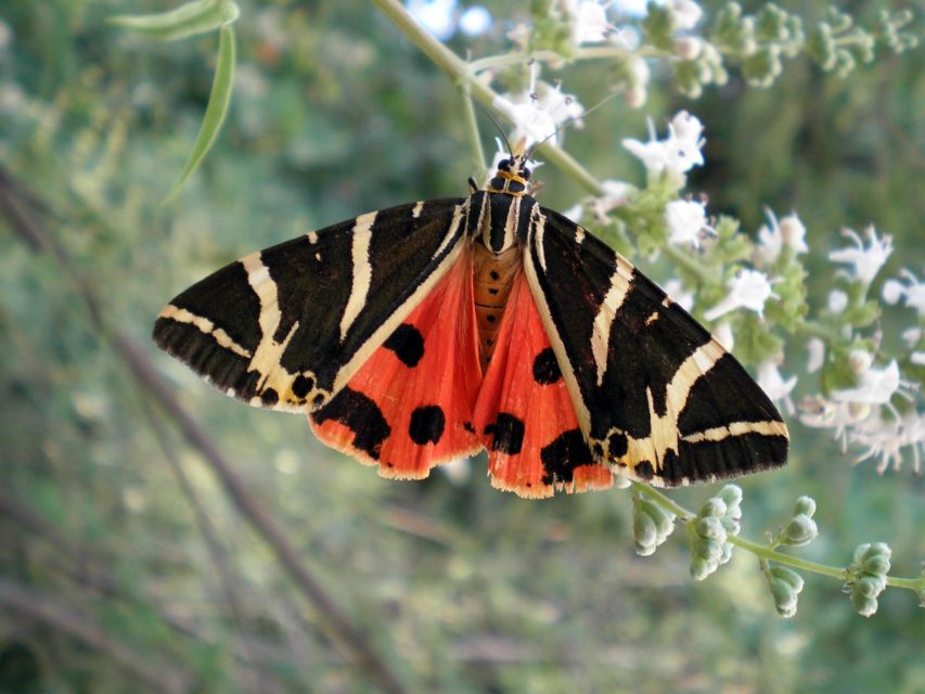 Rhodes: Butterfly Valley & Wine Tasting Tour (Small Group) - Activity Highlights