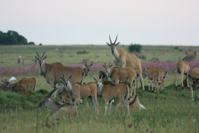 Rietvlei Nature Reserve Half-Day Tour From Johannesburg - Pickup and Drop-off Details