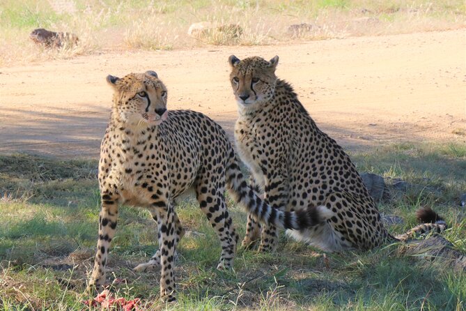 Roar Through the Bush Quadbike Safari Adventure Near Johannesburg - Safety Guidelines and Requirements