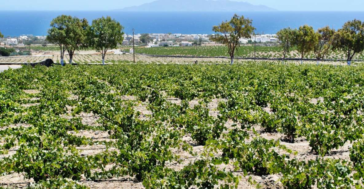 Santorini: Wine Tasting Tour & Sunset Viewing - Wine Tasting Itinerary