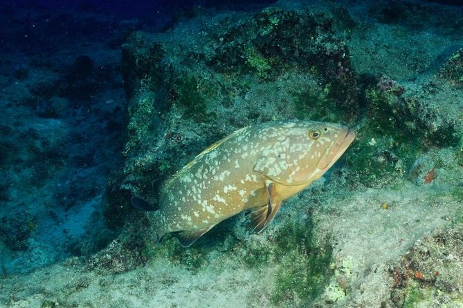 Scuba Diving in Kas for Certified Divers Incl. All Equipments - Year-Round Visibility and Marine Life