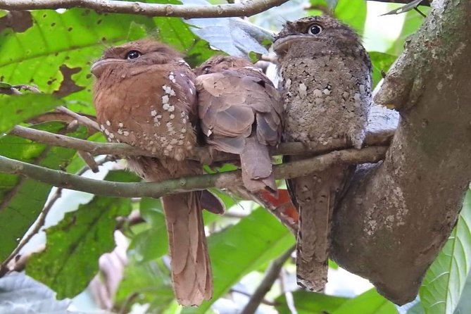 Small-Group Morning or Evening Birdwatching Tour, Thattekad  - Munnar - Common questions