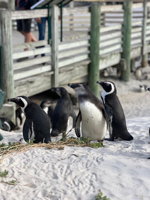 Swim With Penguins at Boulders Beach Penguin Colony - Customer Reviews