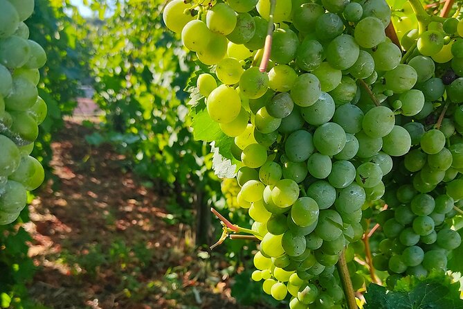 Vesuvius Wine Tasting With Company Tour - Accessibility Information