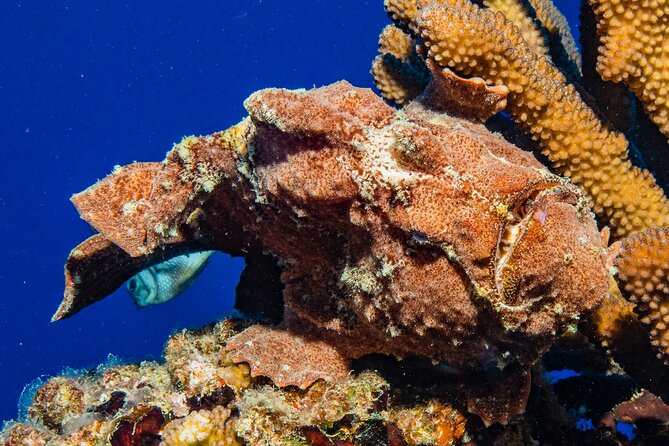 Waikiki Sunset Night Dive Adventure - Certified Divers ONLY - Logistics and Meeting Point