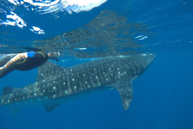 Whale Shark Tour From Holbox Island - Logistics and Pickup Points