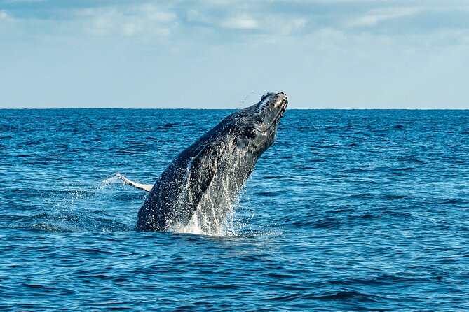 Whale Watching & Snorkeling Combo in Los Cabos With Photos Included - Pricing and Inclusions Breakdown