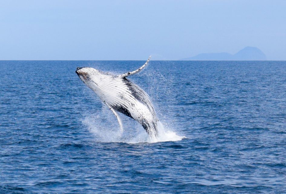 Wilsons Promontory: Whale Spotting Cruise With Lunch - Tour Highlights