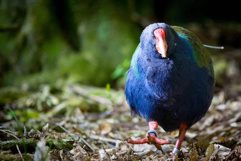 Zealandia by Day Tour - Booking Information