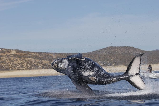 Zodiac Whale-Watching Adventure in Los Cabos - Booking Process, Safety, and Wildlife