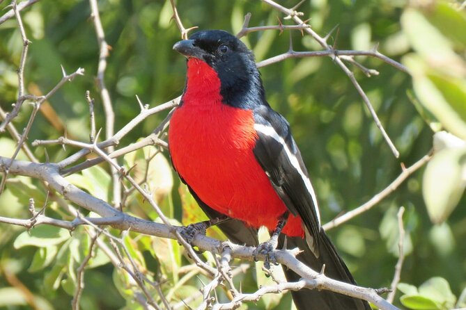 1 Day Kgaswane Mountain Reserve Birding Shared Tour - Additional Information