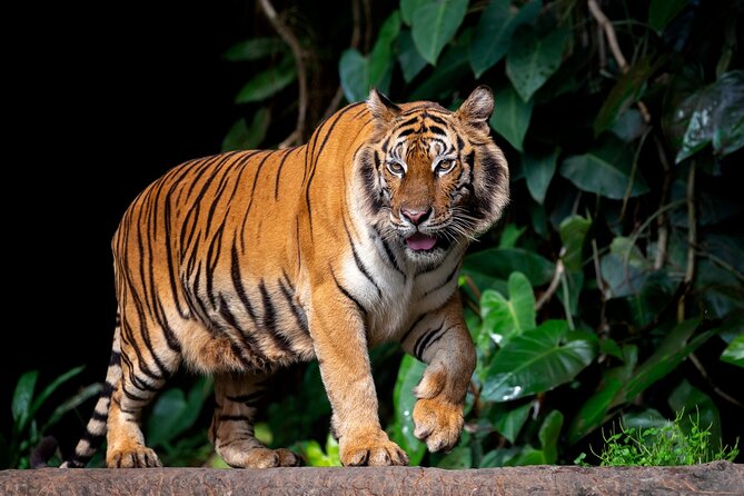 3-Hour Private Safari in Ranthambore Tiger Reserve - Common questions