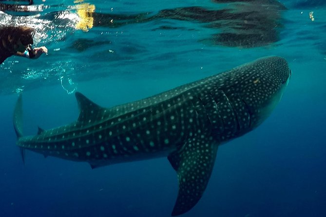 7 Day- Whale Shark Ecofriendly Tour in Cancun - Local Cuisine Experience