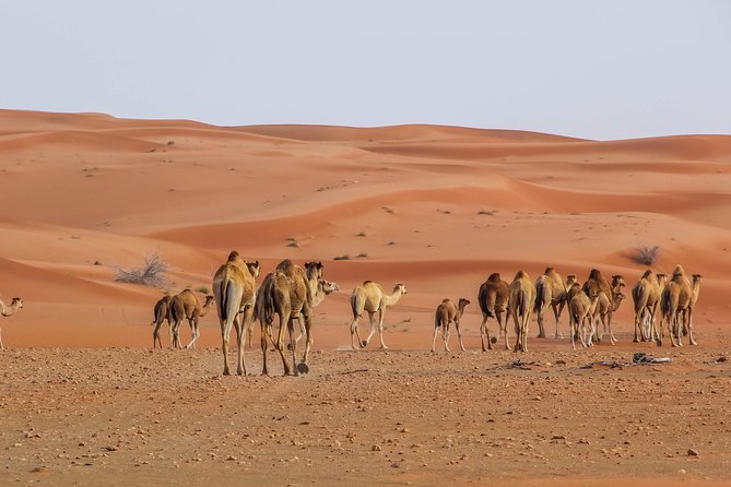 Abu Dhabi Morning Desert Safari With Camel Ride & Sand Boarding - Additional Guidelines and Tips