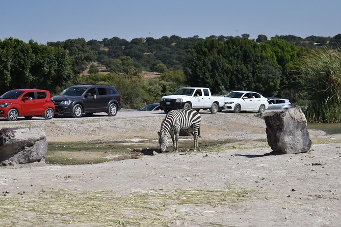 Africam Safari Experience (Private Tour) - Health and Safety Guidelines