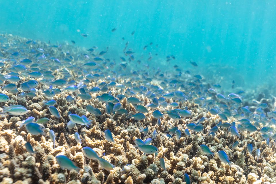 Airlie Beach: Outer Barrier Reef Snorkeling Day Trip - Important Preparations