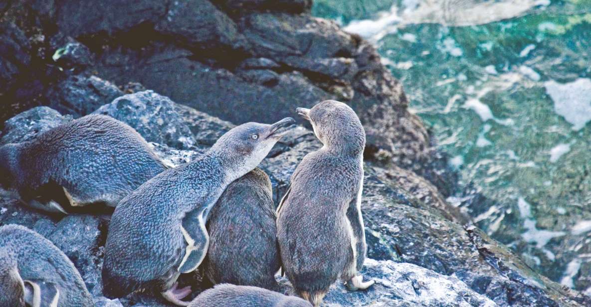 Akaroa: Pohatu Little Penguins 3-Hour Evening Experience - Location Information