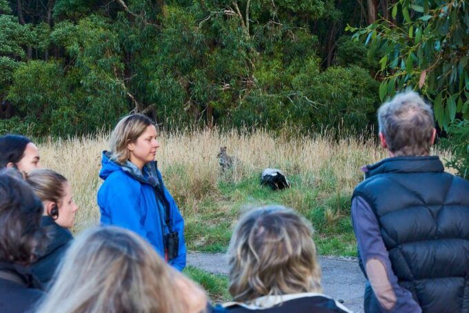 Apollo Bay: Dusk Discovery Great Ocean Road Wildlife Tour - Customer Reviews