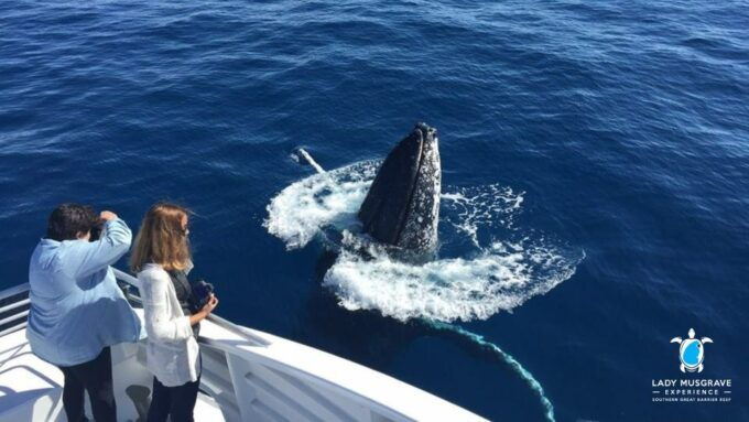 Bundaberg: Whale Watching Tour With Lunch - Inclusions