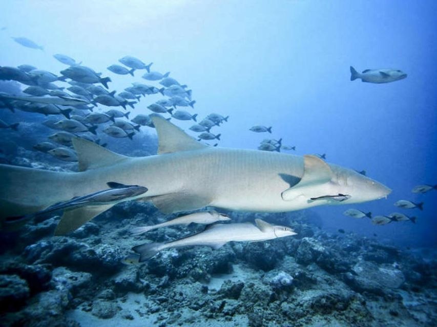 Cairns: 2-Day Great Barrier Reef Dive and Snorkel Boat Trip - Detailed Description