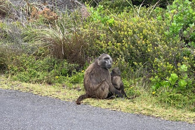 Cape of Good Hope, Table Mountain, and Penguins Tour  - Cape Town - Pricing and Payment Options